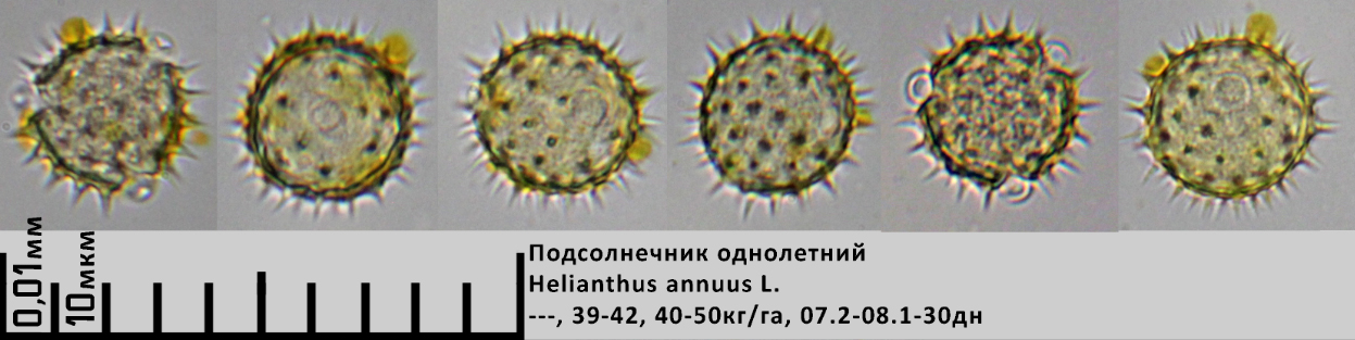 pollen sunflower