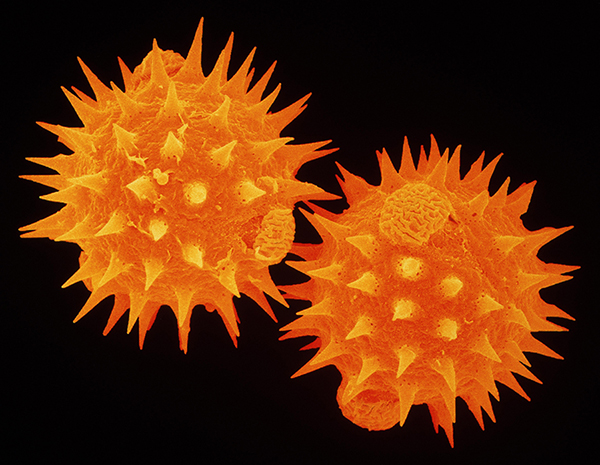 pollen sunflower internet